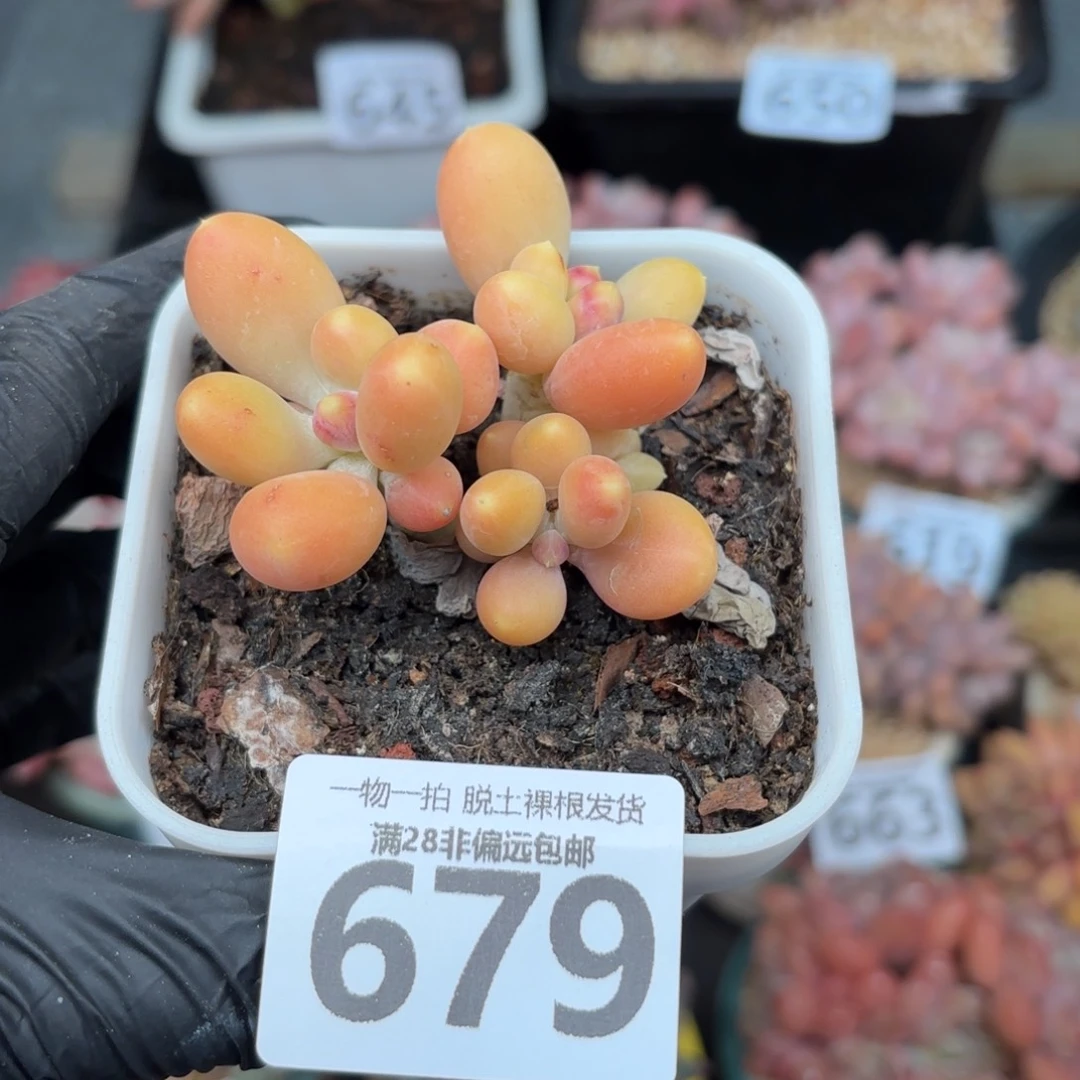 金蟾三头无盆土发货