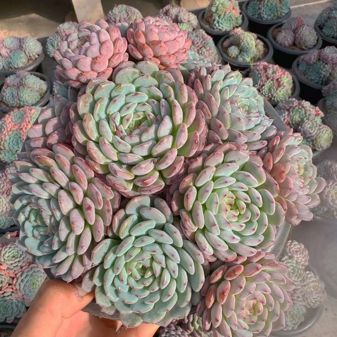 云漫多肉 白胖子大群 多肉植物