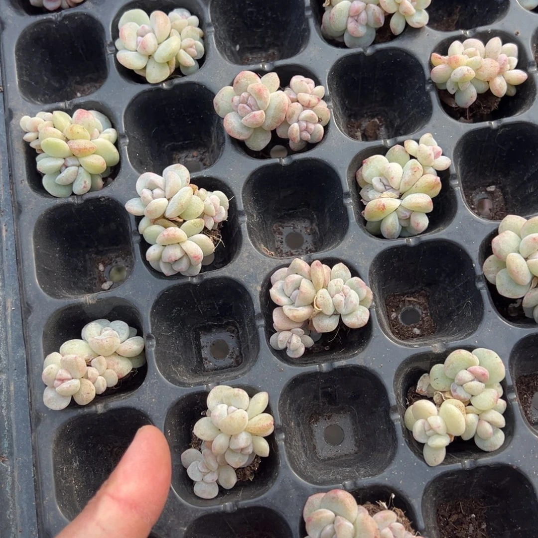 冰玉石化三头3cm到手1颗量拍多肉满20元包邮下午发货