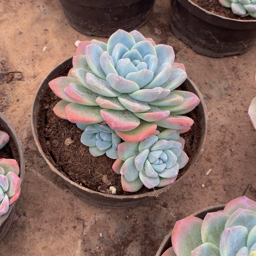 冰玉带两个崽多肉植物