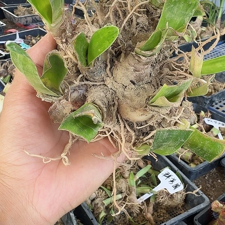群芳圃朱顶红一坨