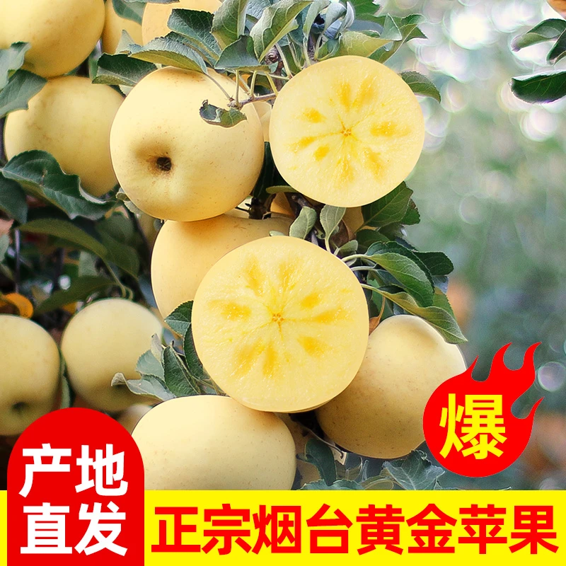 【助农补贴】霜降奶油富士苹果烟台黄金奶油苹果脆甜冰糖鲜