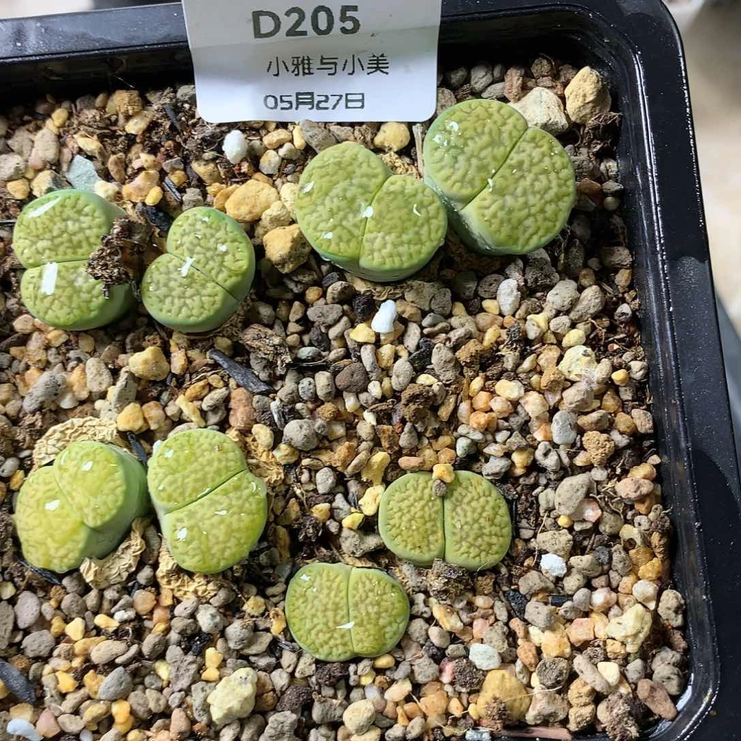 D205多肉植物保护