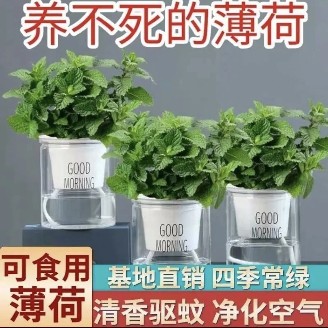 新鲜食用薄荷叶留兰香薄荷苗四季室内盆栽水培绿植清香驱蚊吸甲醛