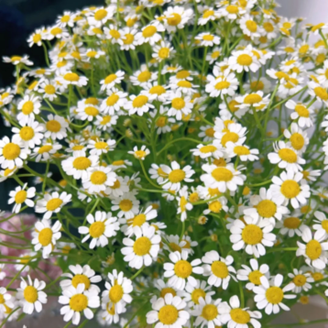 「洋甘菊」3枝两单顺丰快递包邮到家