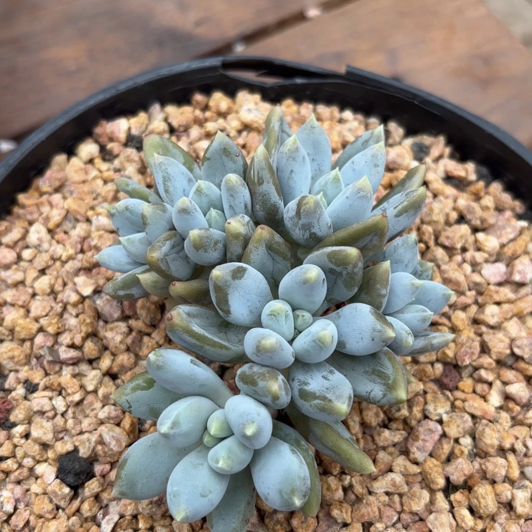 无花朵胖体哥特萝莉