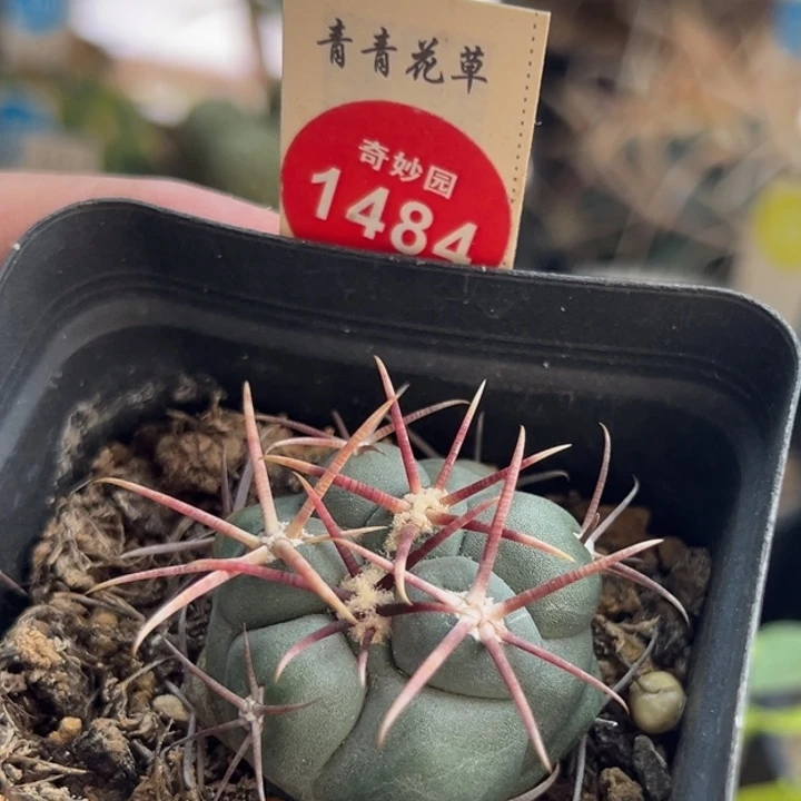 实生泰刺高木绯冠龙一棵