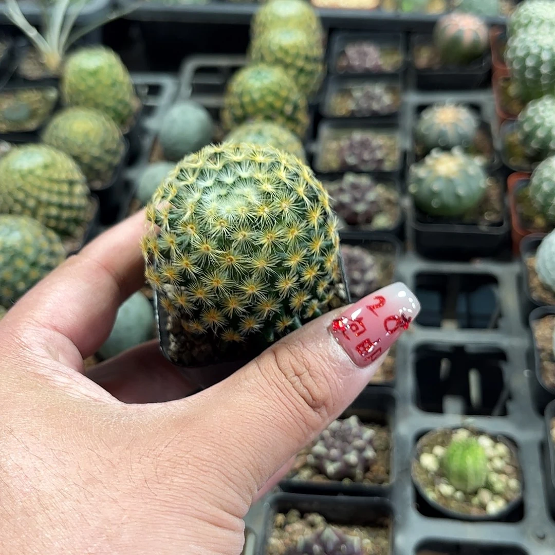 明星单头发货单头