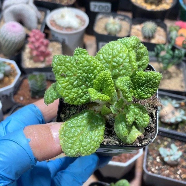 B****Y872断崖王子块根