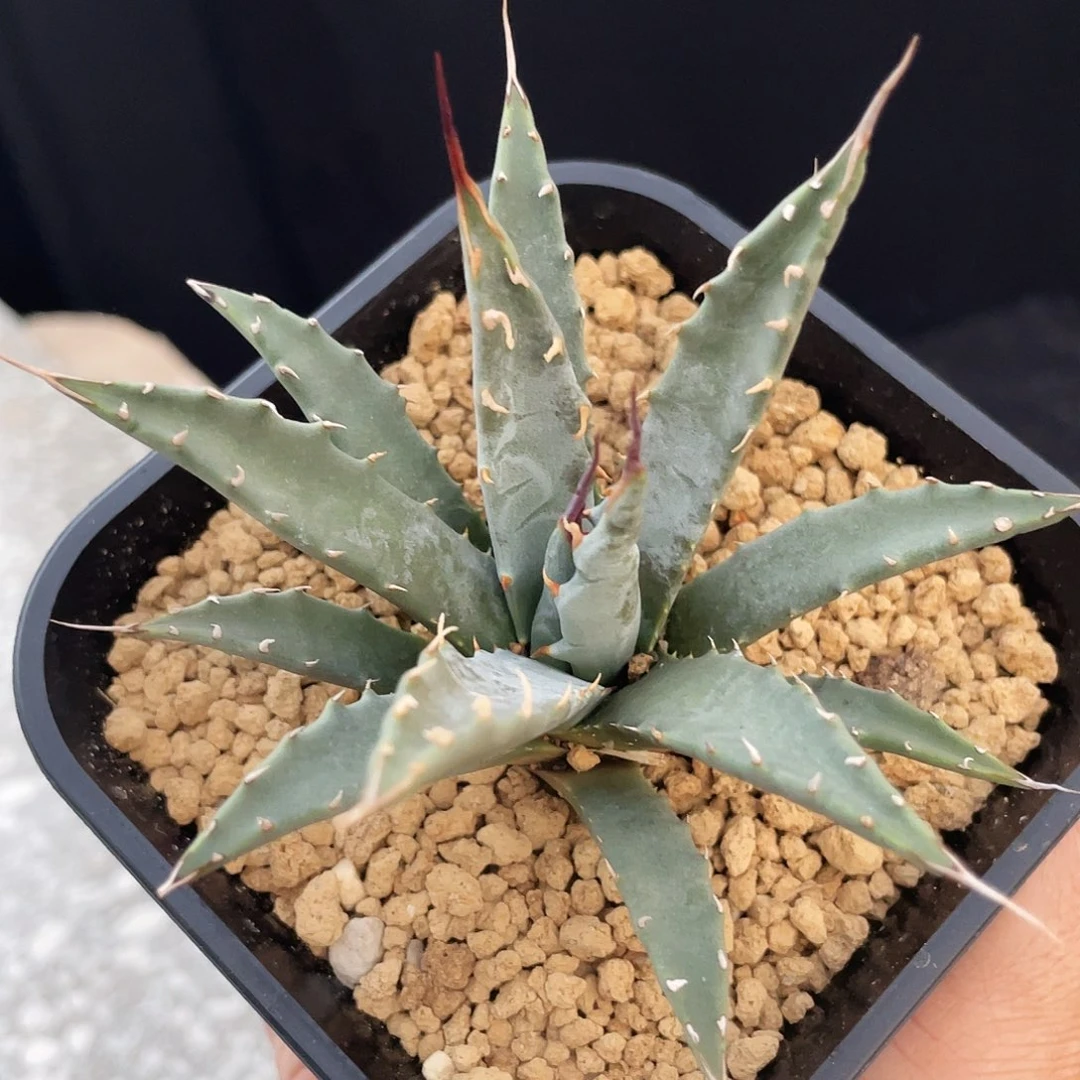 妖炎66666666666666