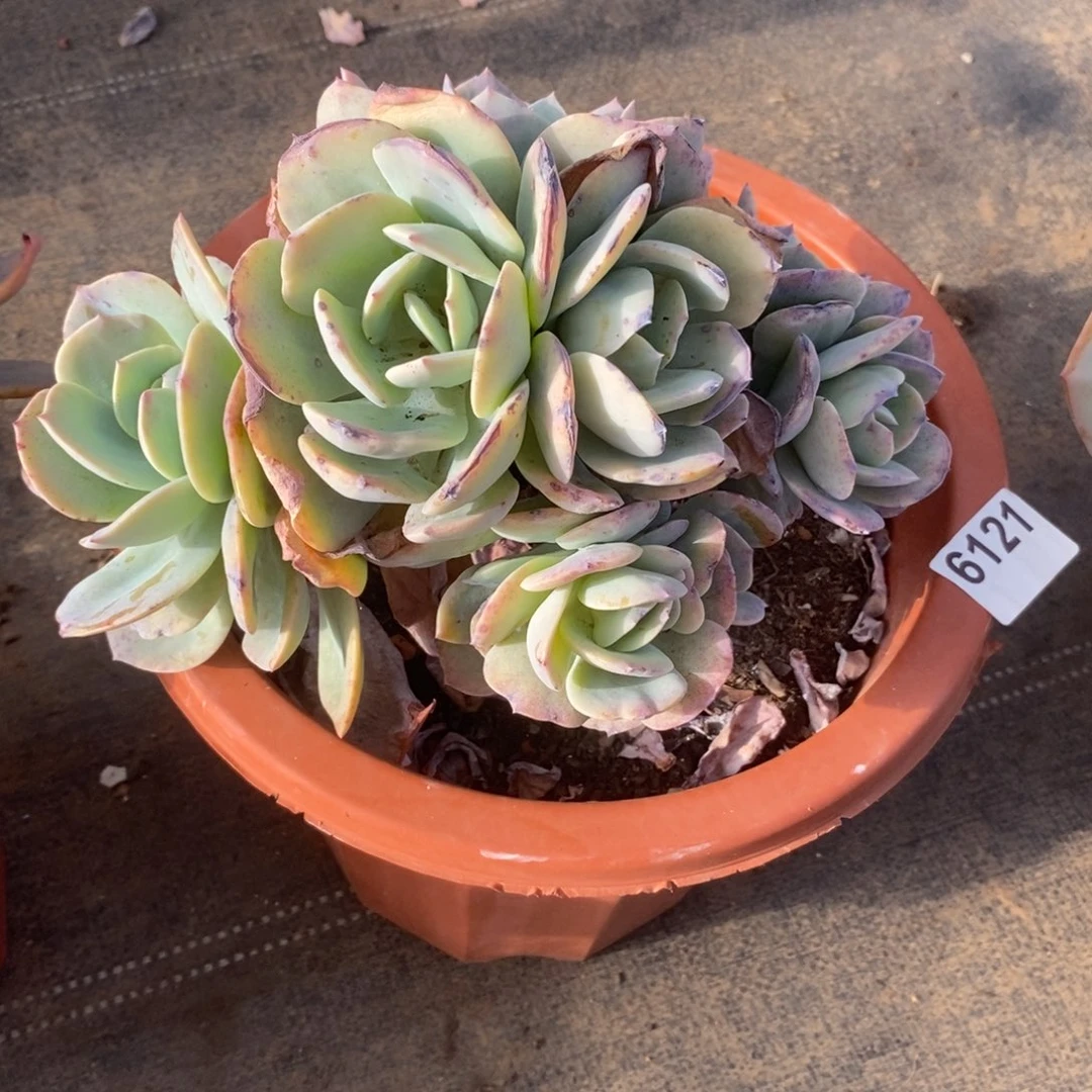 ᨳ***ᐝ6121白凤多头一物一拍