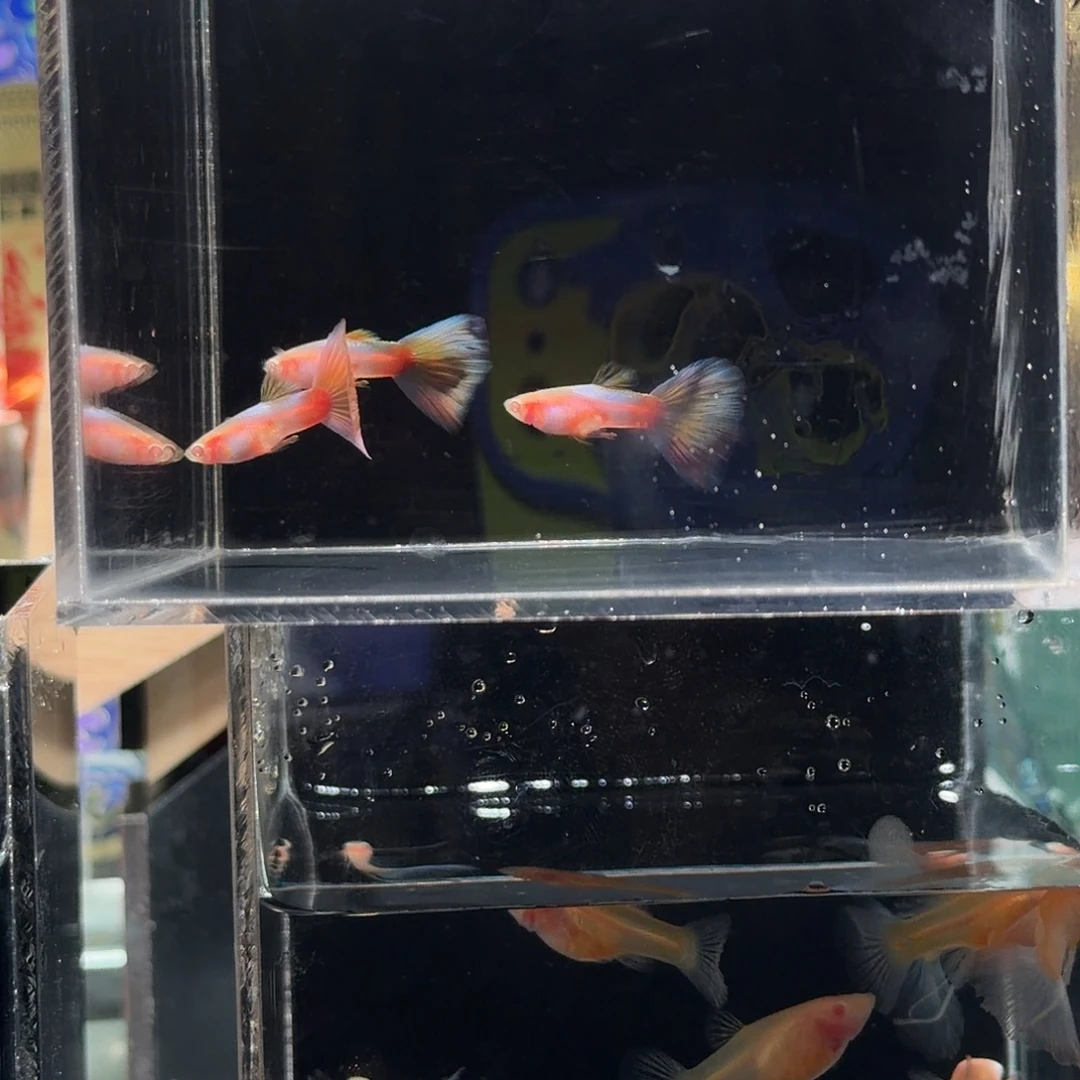 孔雀鱼梦幻彩虹压成3对一条公微损