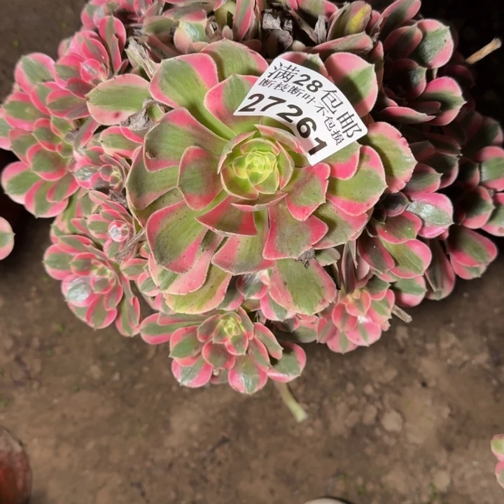 27261女郎多肉植物