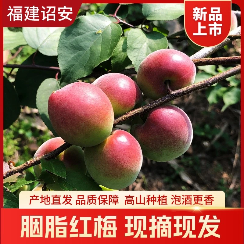 【申通普快】正宗诏安胭脂梅新鲜高山现摘鲜果酸梅子泡酒酵素生梅子
