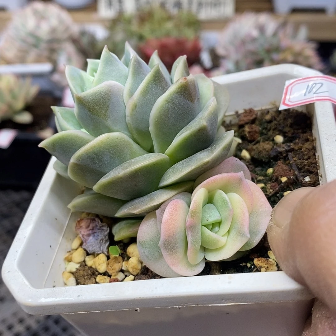 04102 可爱玫瑰覆轮锦