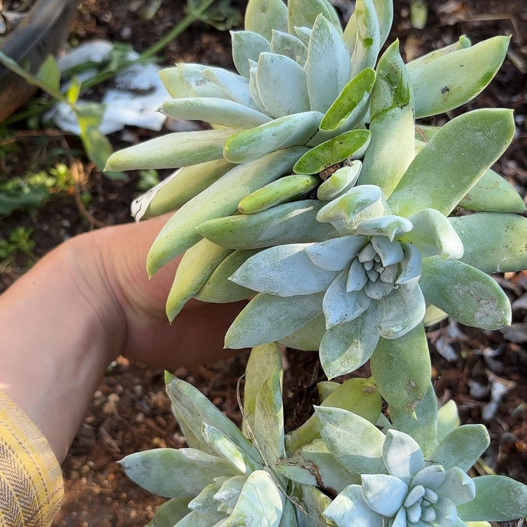 多肉植物阿基妮福利