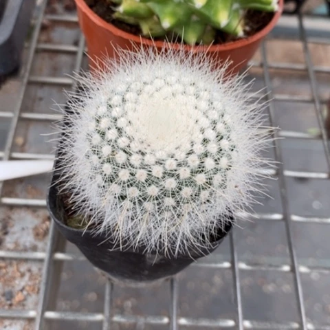 实生白小丁4仙人球