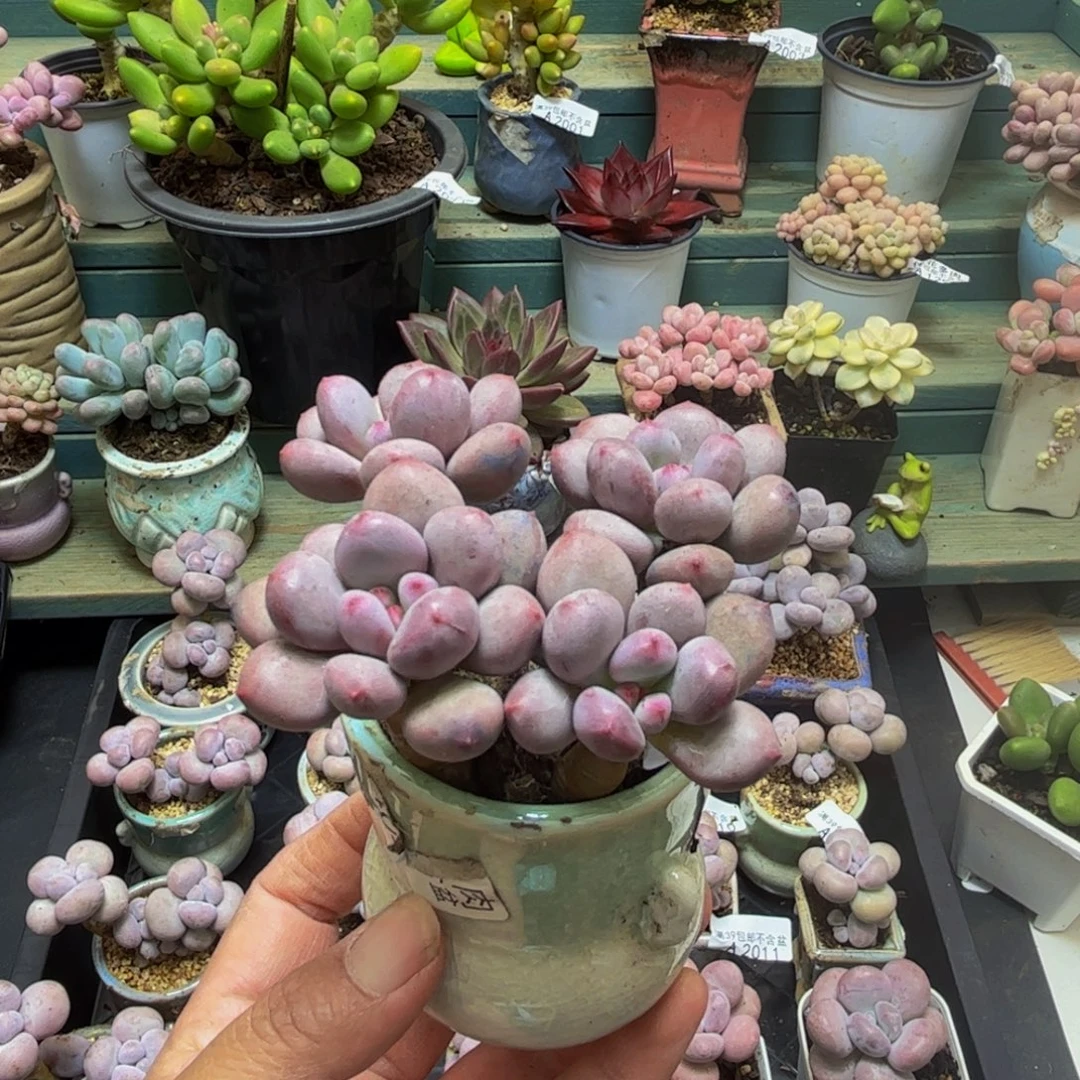 1300仙子奶酪6cm多肉