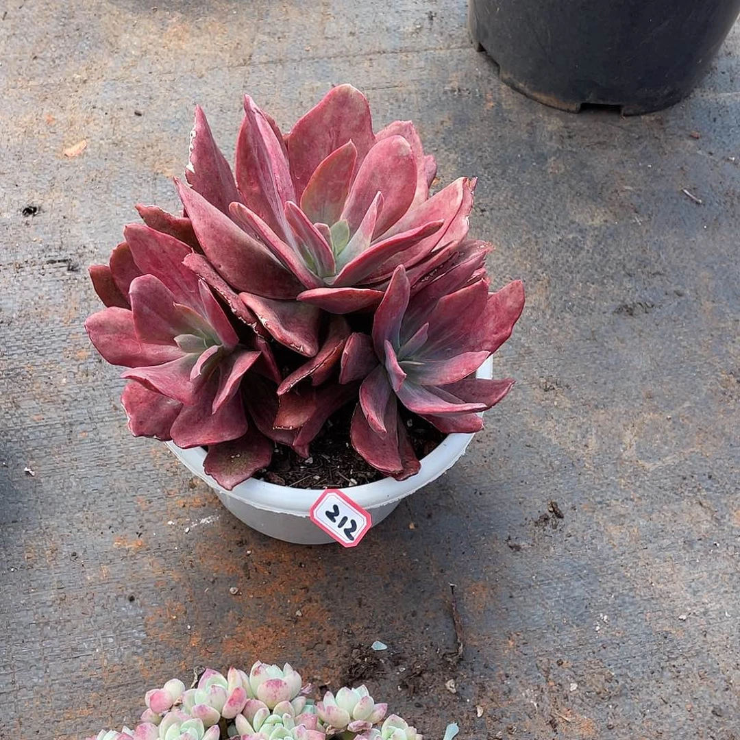 212钻石锦 十号 一物一拍多肉