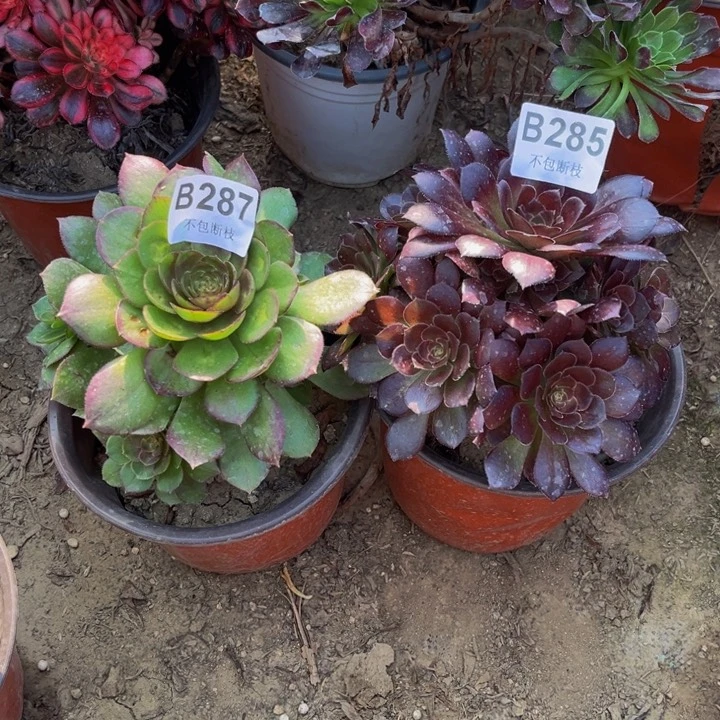 285和287两颗多肉法师不包断枝