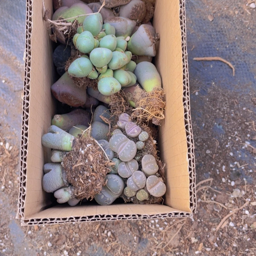 一箱母本8888888888