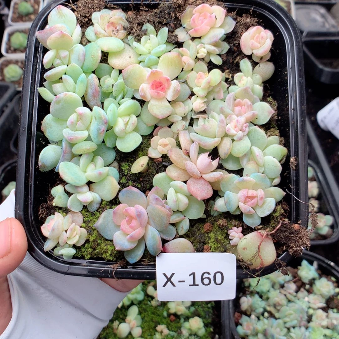 无花朵X160英语英语