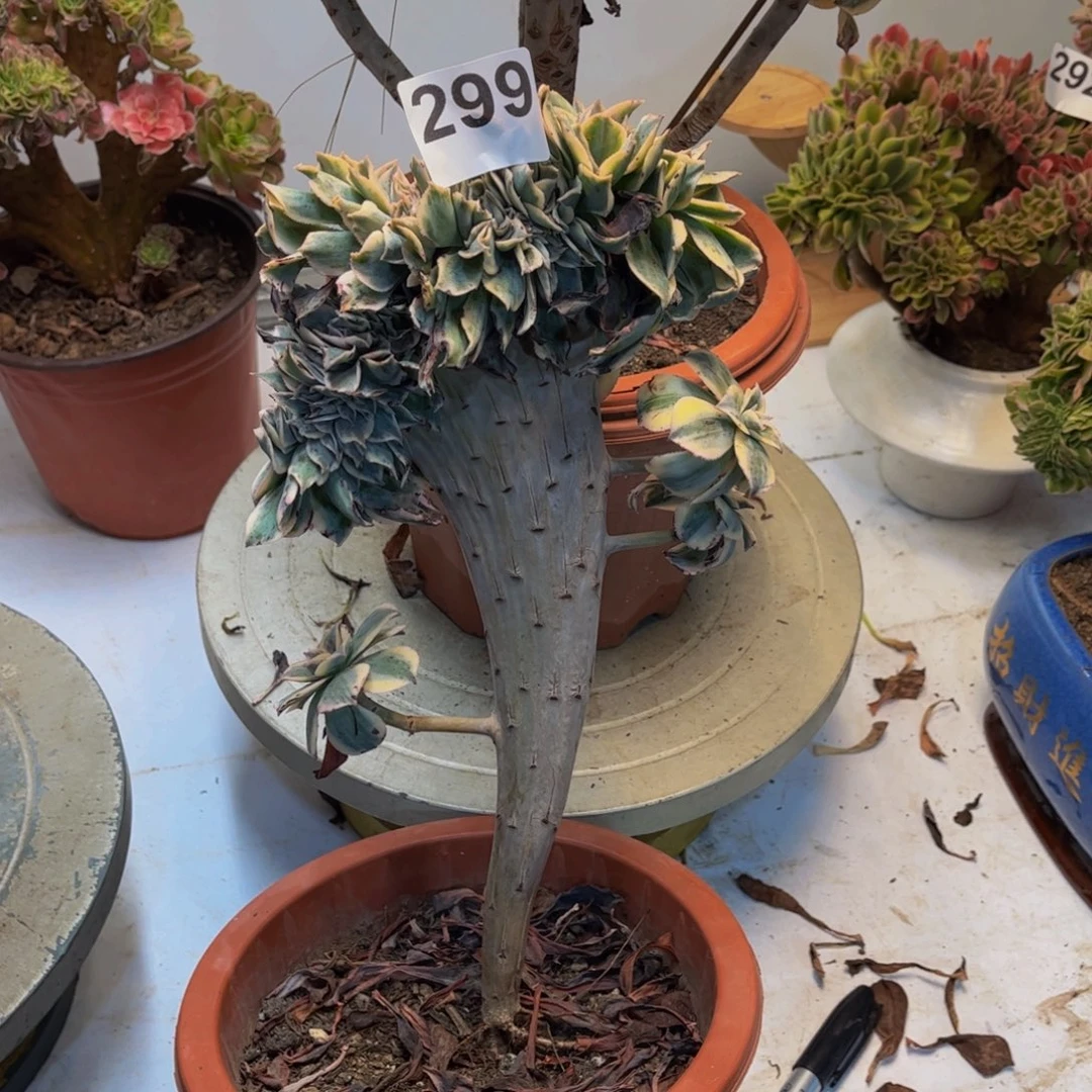 多肉植物灿烂缀299