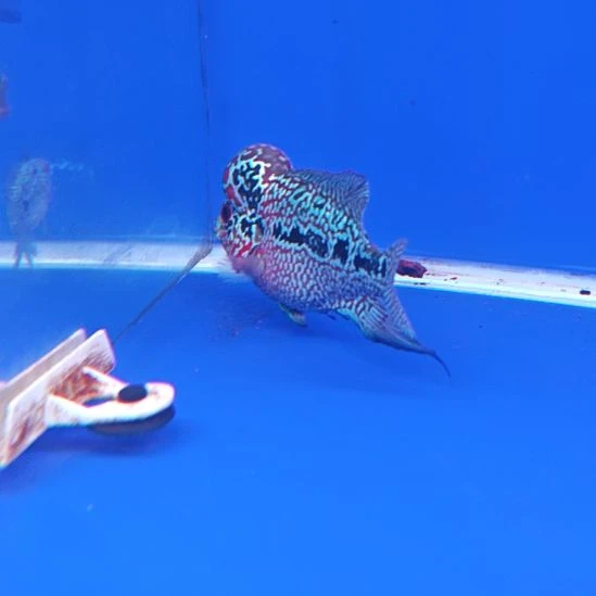 海水鱼淡水热带鱼罗汉鱼大苗