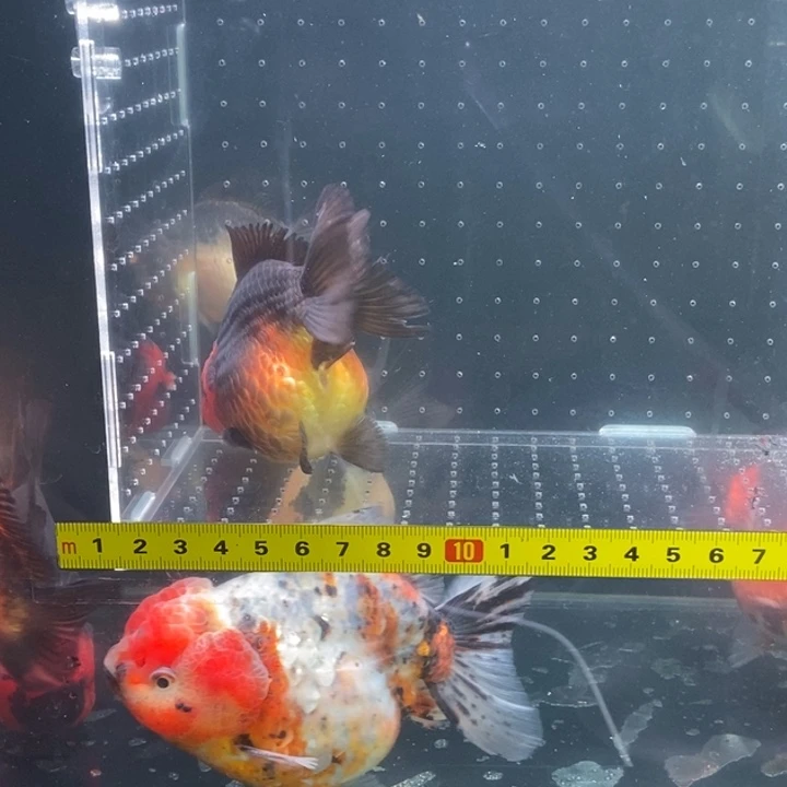 金鱼红绒球小可爱