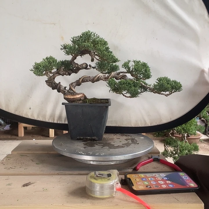 无花朵济州真柏盆景老桩
