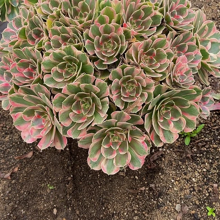 多肉植物七彩765多肉