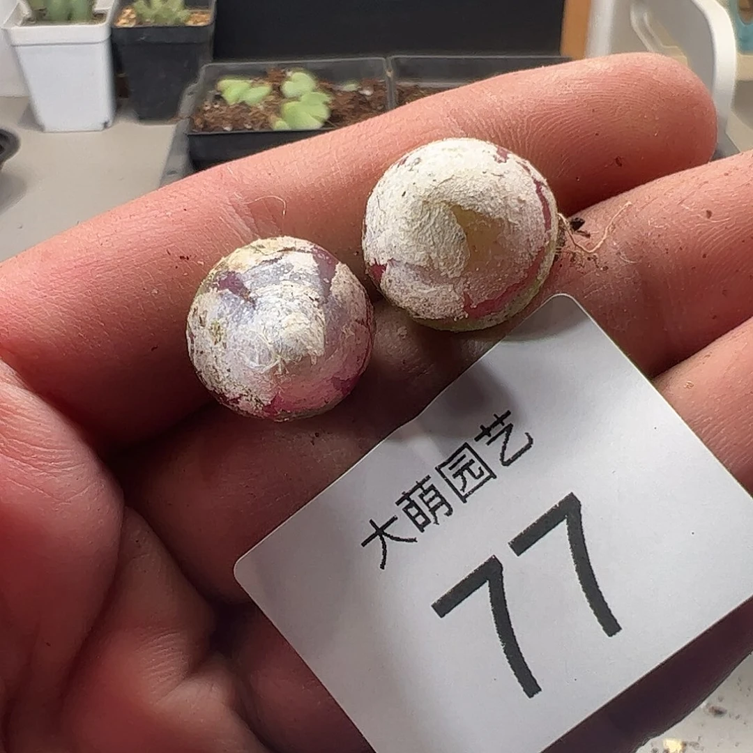 一物一拍。        77