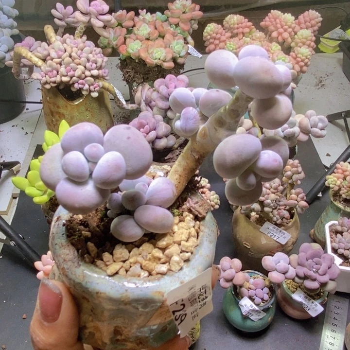 芭比奶酪239/9cm多肉
