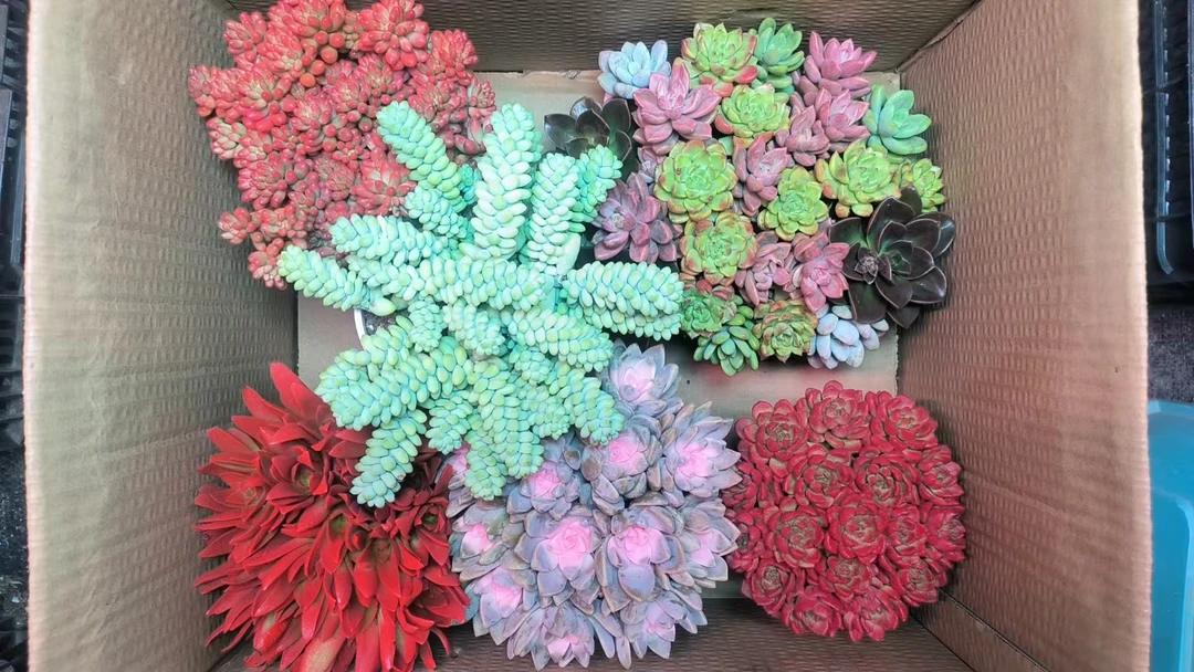 HS09-5满满一大箱 云南多肉基地直发 带盆带土 新手好养