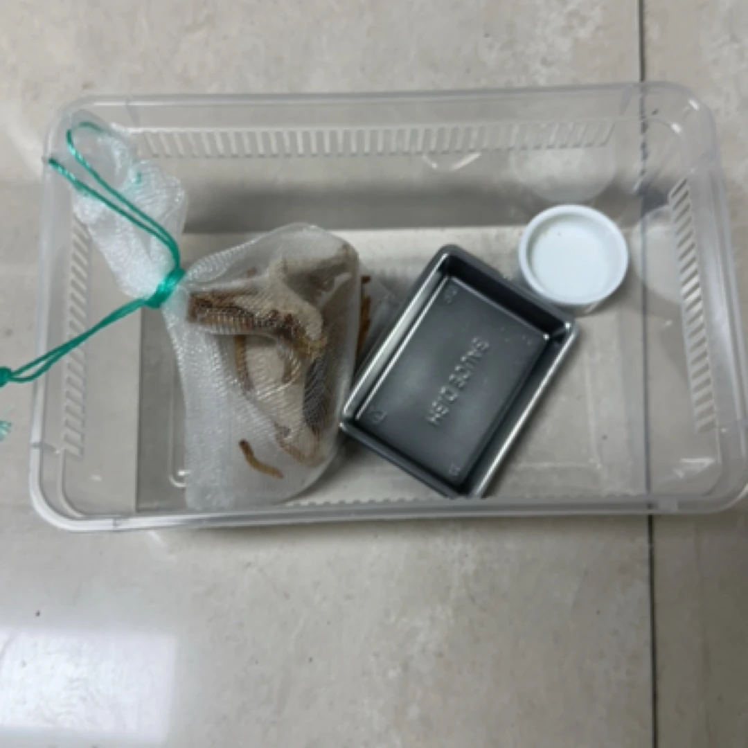 守宫爬宠用品套装