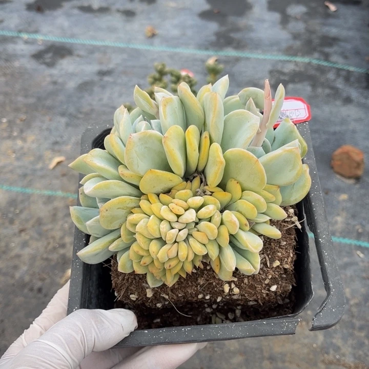 白*晴雪特一颗小群