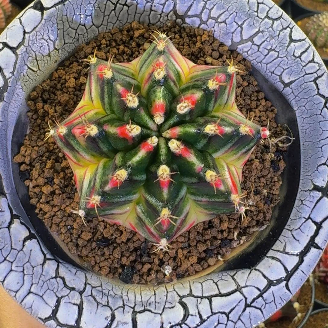 桃太狼基因000000000000102