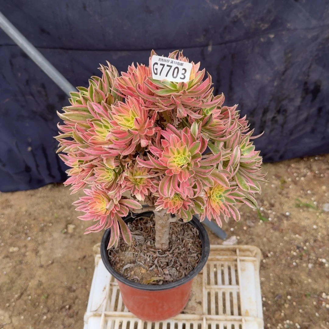 7703夕颜。 多肉植物