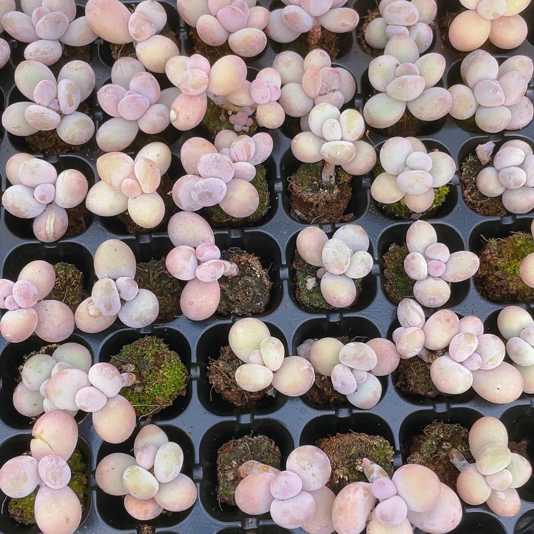 橙雪球三个穴满25包邮