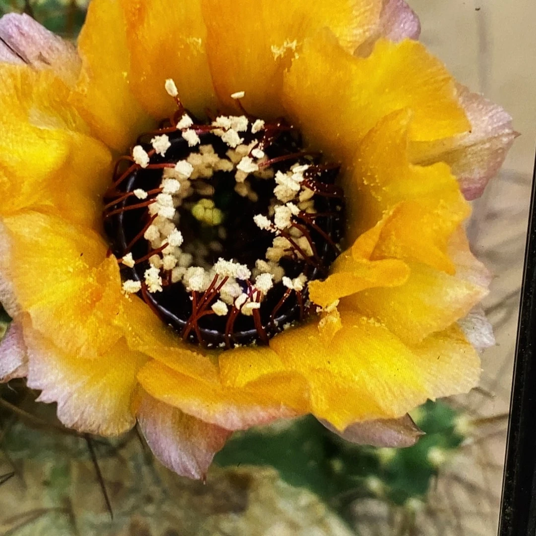 丽 橙花黑喉侧芽歪5公分左右