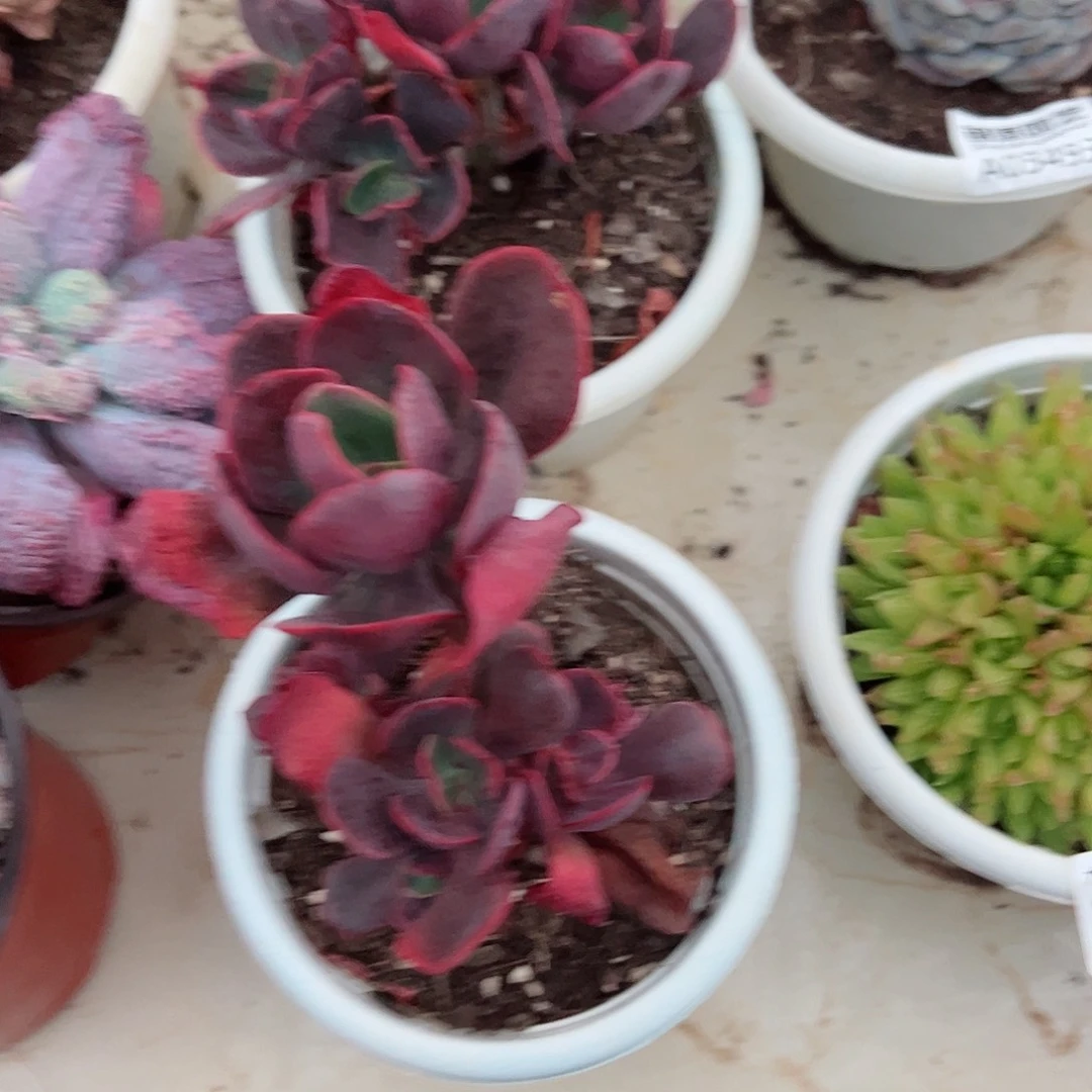 大唐玫瑰双头起多肉