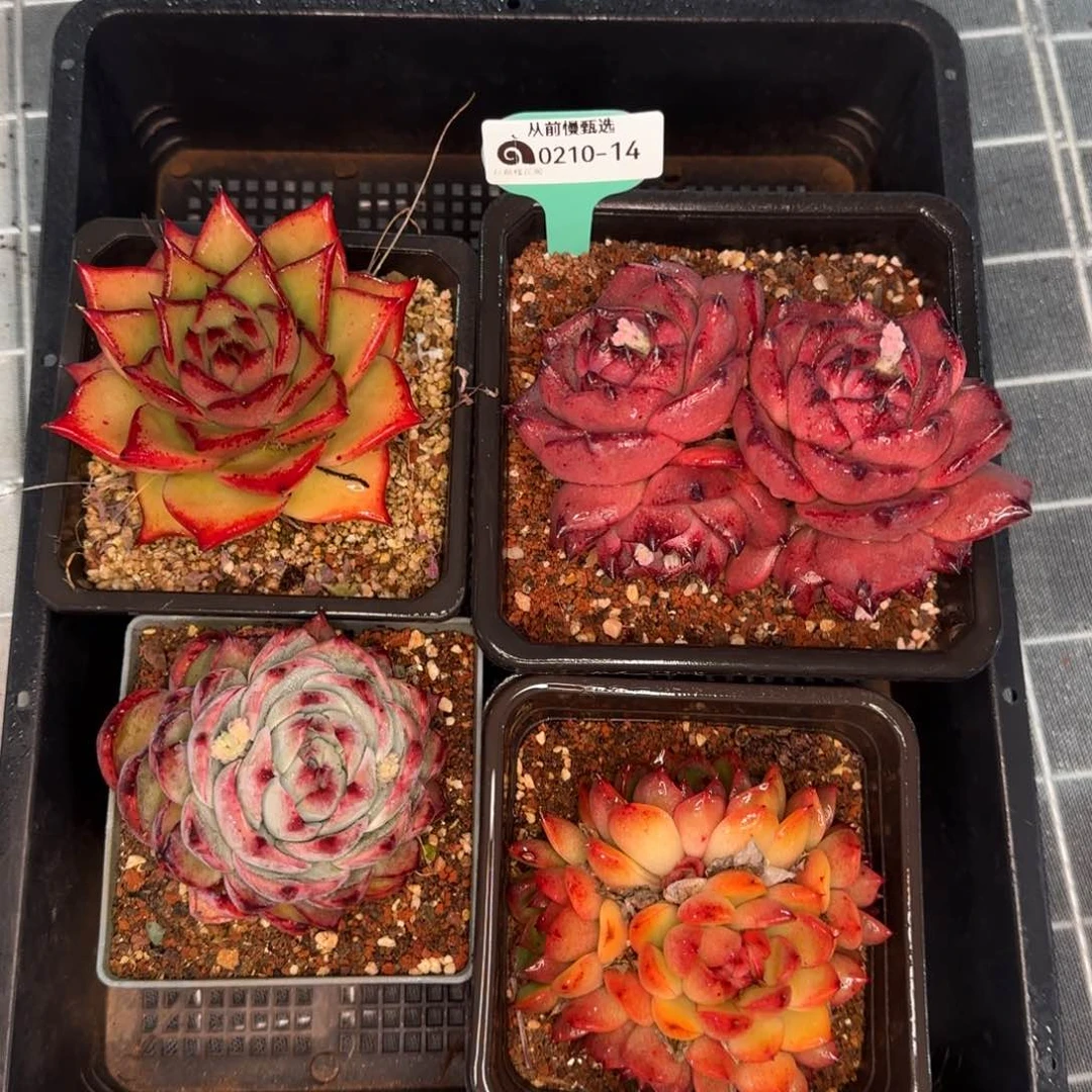 从前慢花园精选0210-14