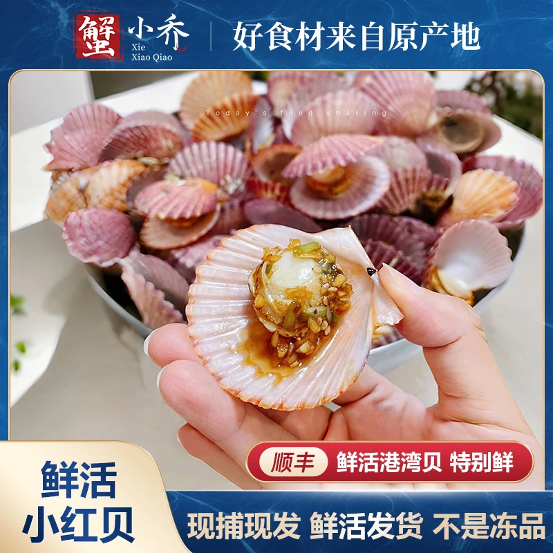 【鲜活小红贝】3斤扇贝特大红扇贝海鲜水产港湾贝大个带壳鲜活鲜肥