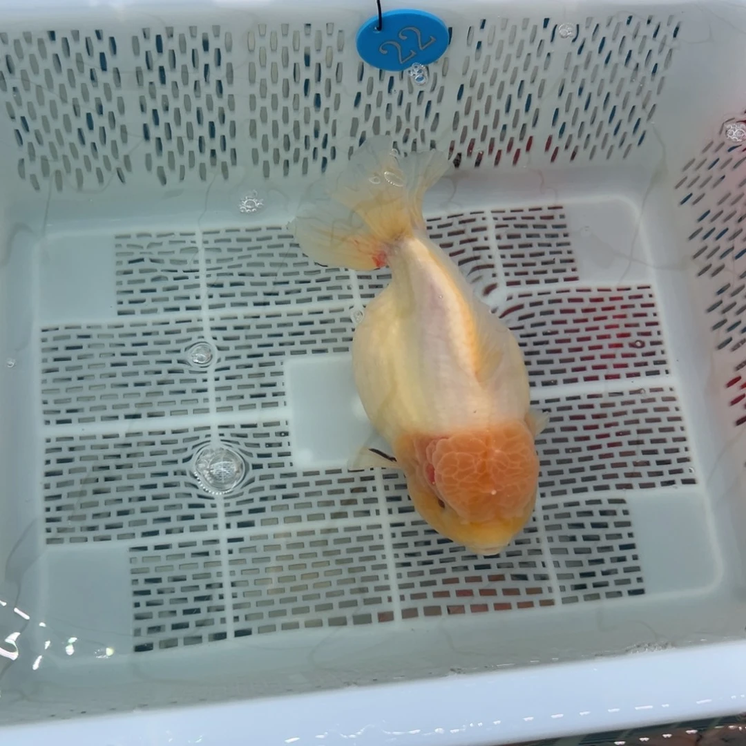 海****金鱼你好吗我好想你啊