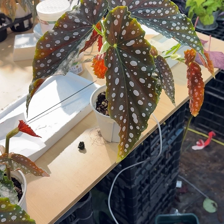 完全开放粉旗鱼秋海棠