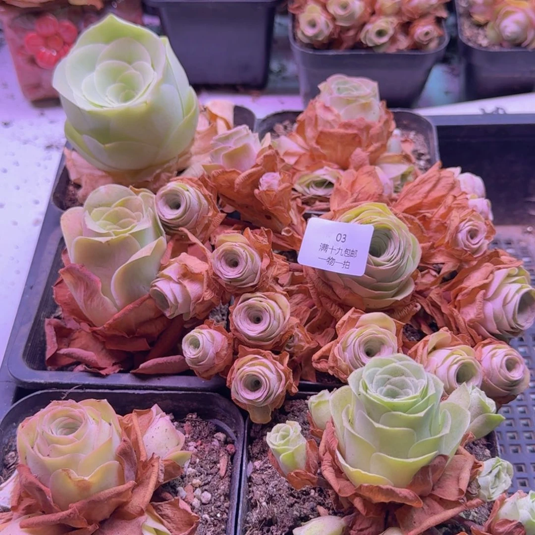 03 一物一拍一筐子
