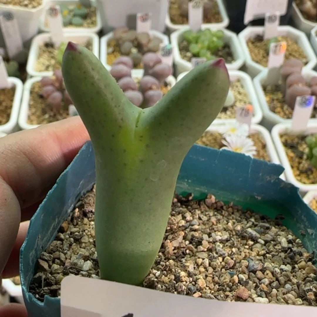 【闪购商品】19853