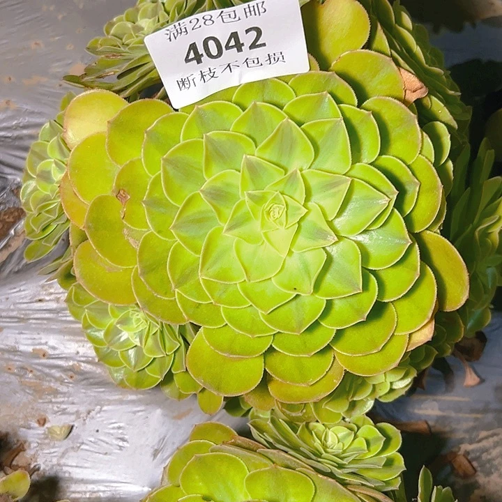 4042雨呵多肉植物