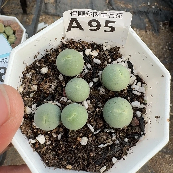 95多肉植物多肉植物