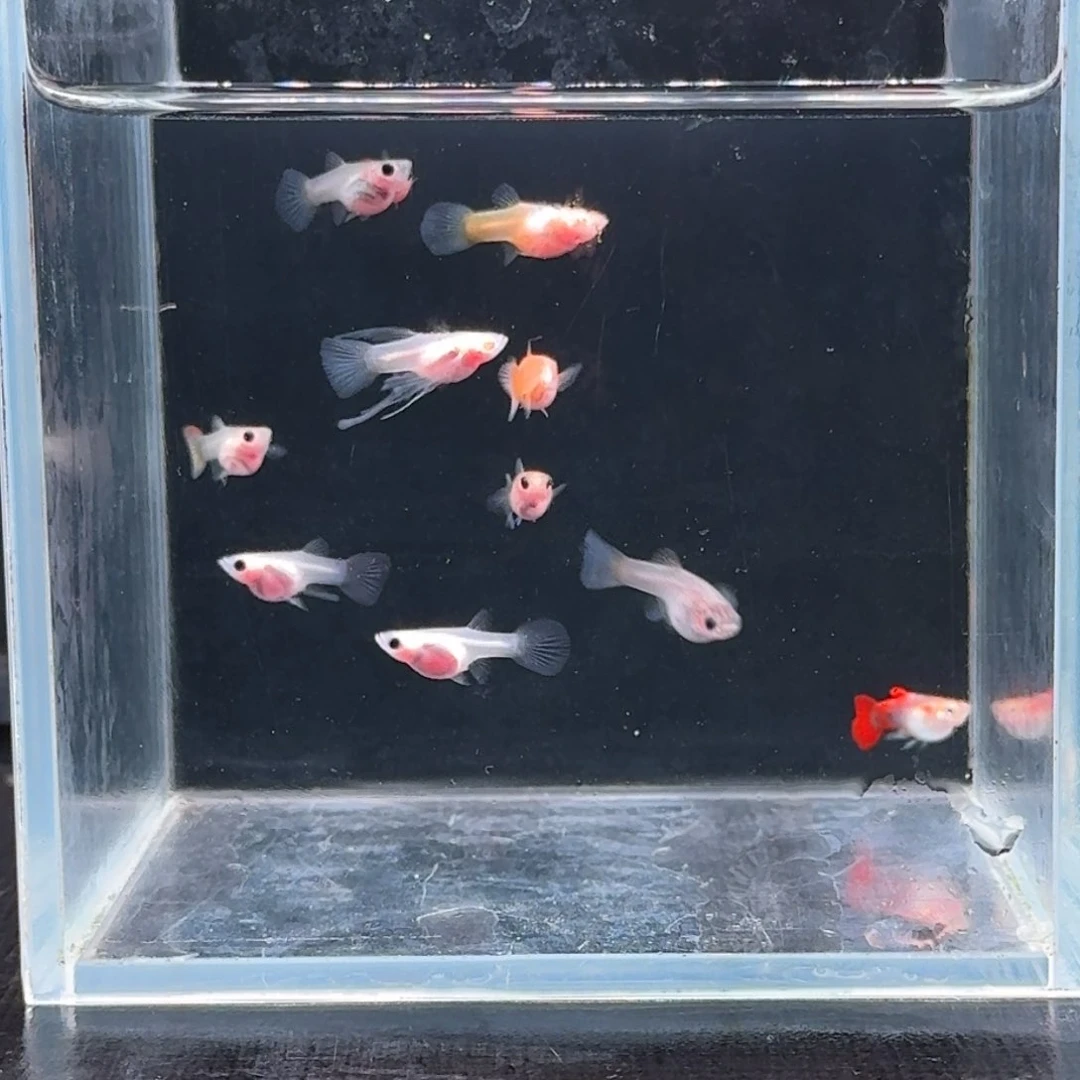 孔雀鱼是***~全家福10条